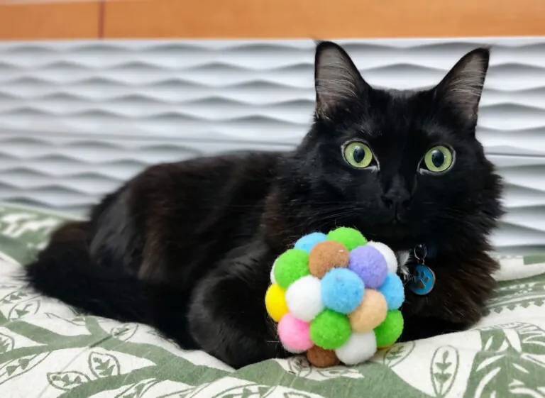 Bigotes Callejeros Zaragoza2 768x561