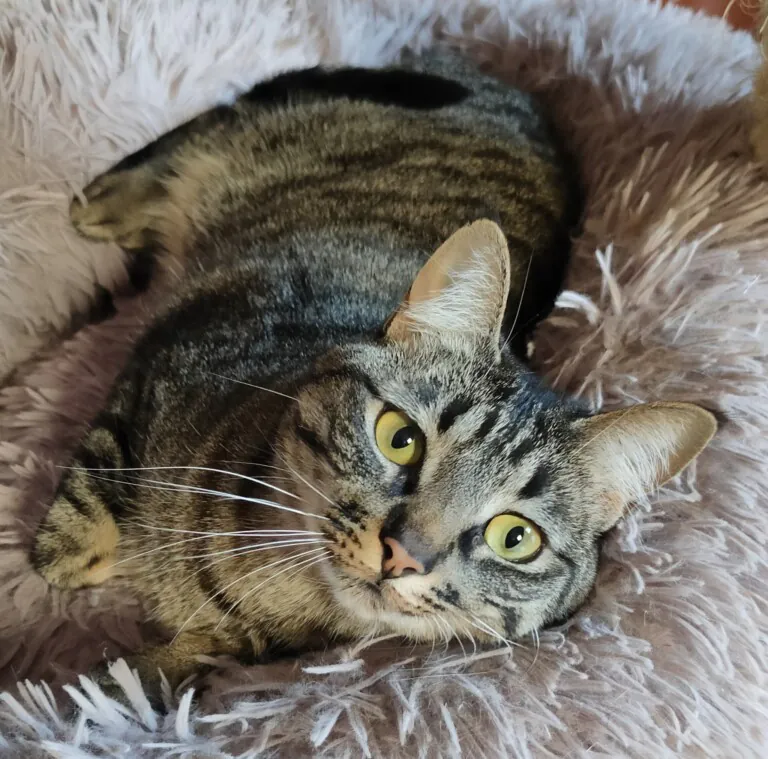 Bigotes Callejeros Zaragoza3 768x759