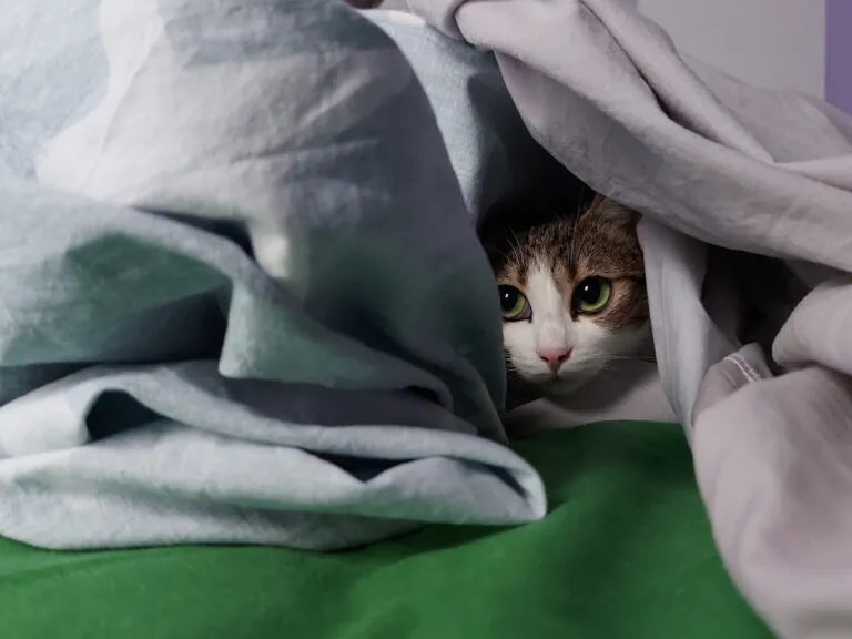 Bigotes Callejeros Zaragoza4 768x576