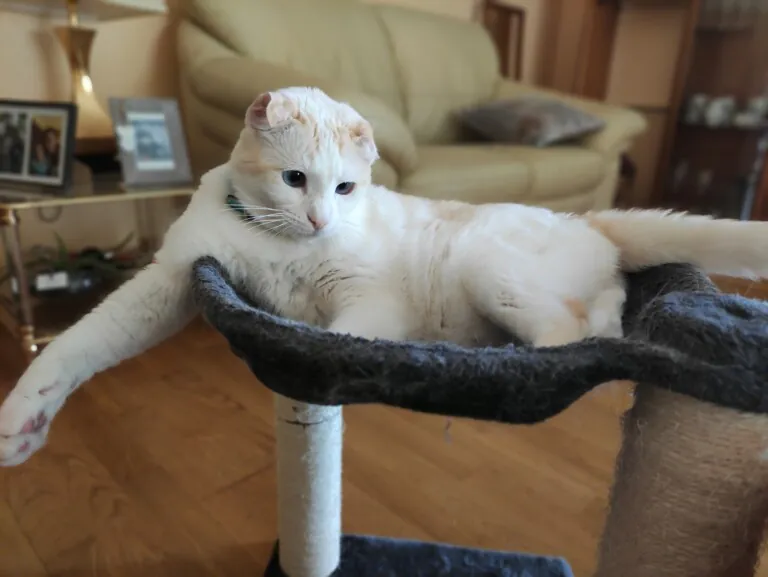 Bigotes Callejeros Zaragoza5 768x577