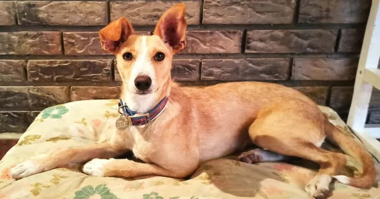 Espolones Zaragoza 768x402