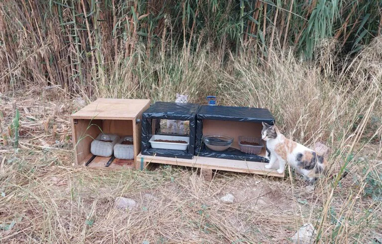 Pelusas Cuarte 768x491