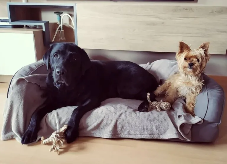 Pelusas Cuarte2 768x555