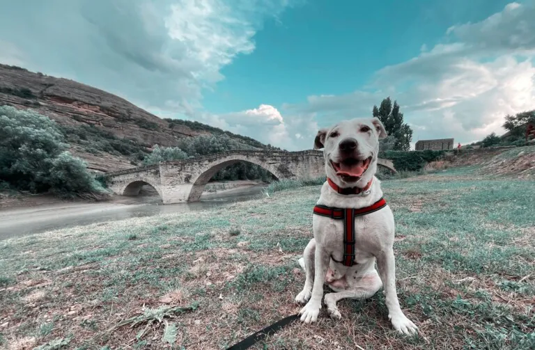 Pelusas Cuarte3 768x503