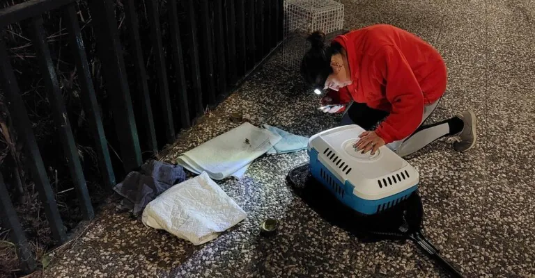 Pelusas Cuarte4 768x400