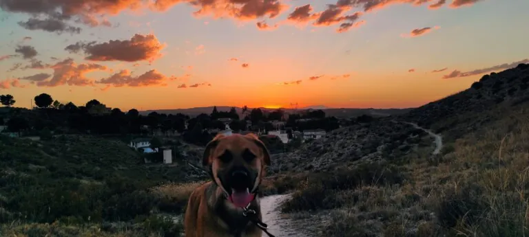 Pelusas Cuarte5 768x345