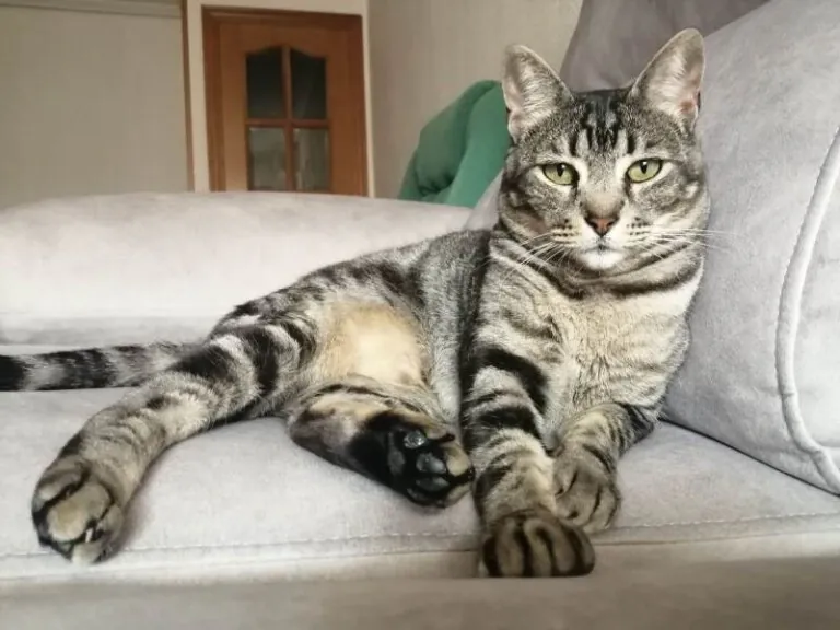 Adopciones Felinas Valencia 768x576