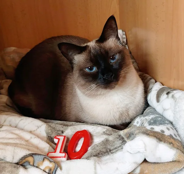 Adopciones Felinas Valencia2