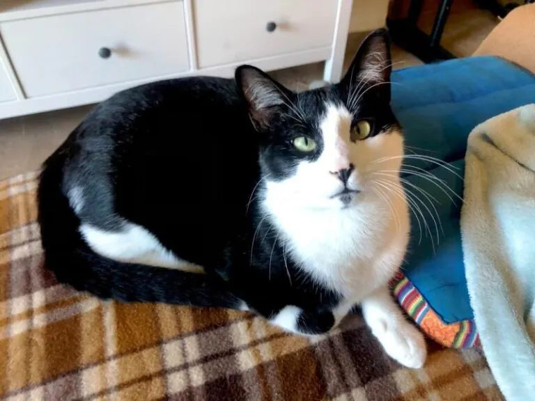 Adopciones Felinas Valencia3 768x576