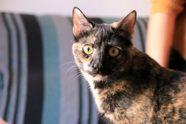 Adopciones Felinas Valencia4 768x512