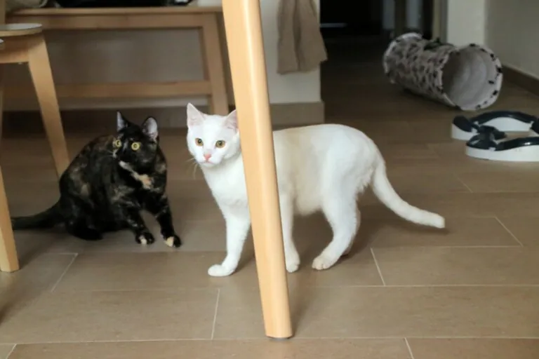 Adopciones Felinas Valencia5 768x512