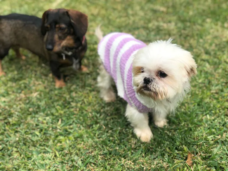 Adopta ¡Salva Una Vida 768x576