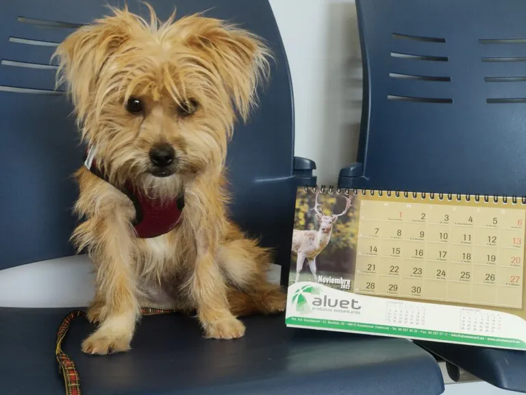 Adopta ¡Salva Una Vida 2 768x576