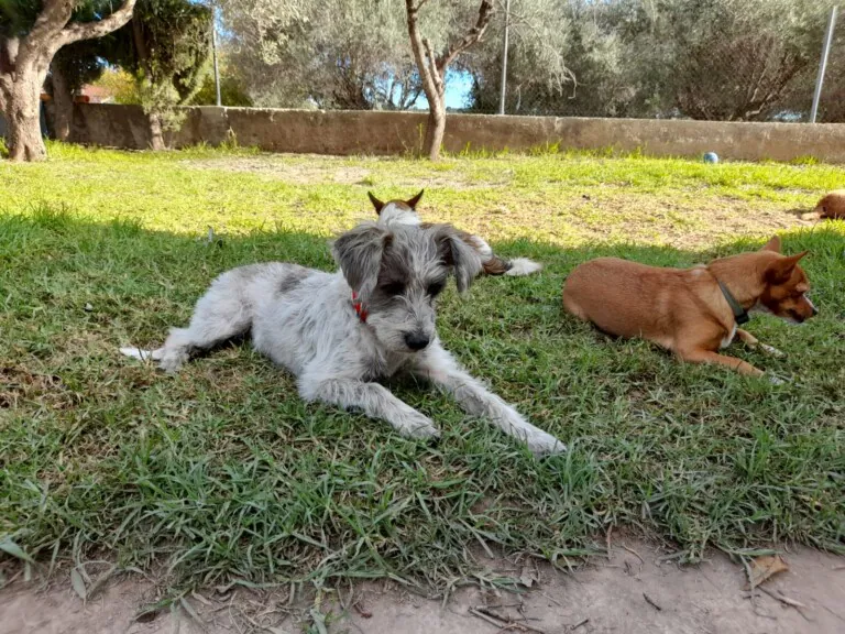 Adopta ¡Salva Una Vida 3 768x576