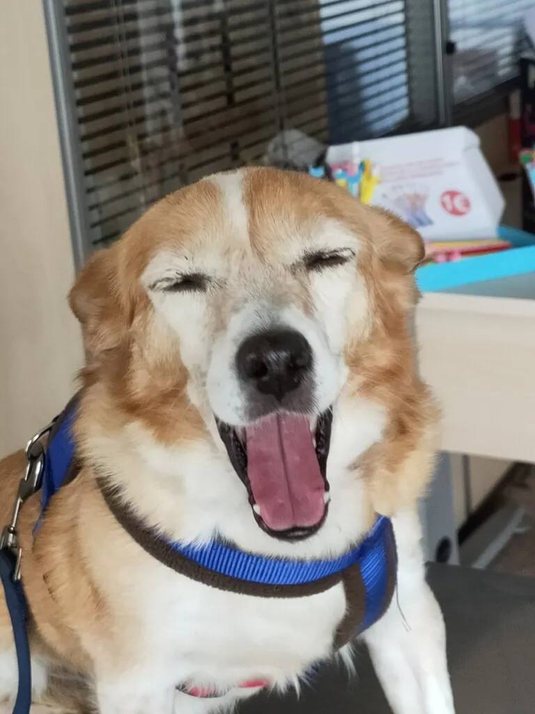 Adopta ¡Salva Una Vida 4 768x1024