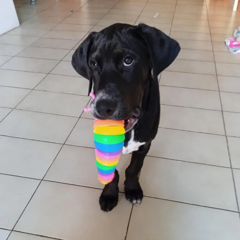 Amics dels Animals Dosrius  768x768