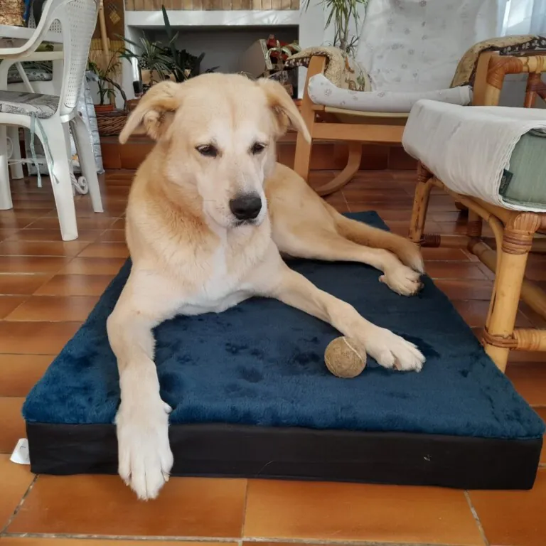 Amics dels Animals Dosrius 2 768x768