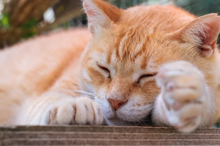 Amics dels Animals Dosrius 3 768x512