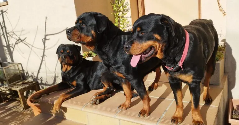 Amics dels Animals Dosrius 4 768x402