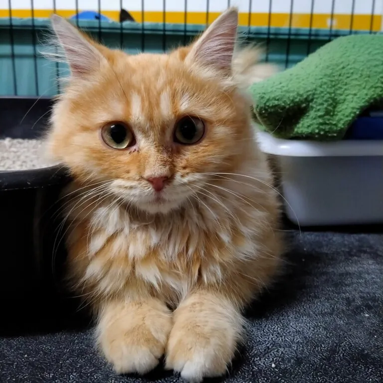 Amics dels Animals Dosrius 5 768x768