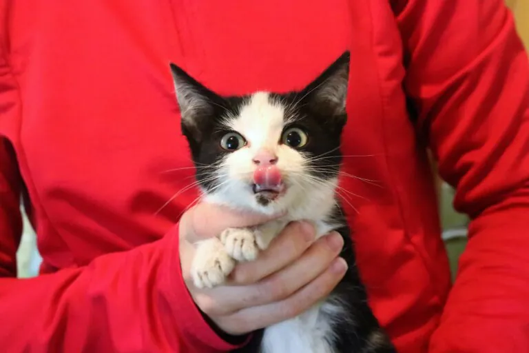 Asociacion Cuatro Gatos y Tu en Zaragoza 768x512