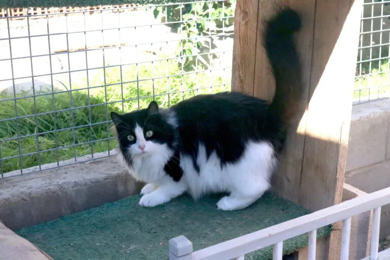 Asociacion Cuatro Gatos y Tu en Zaragoza2 768x512