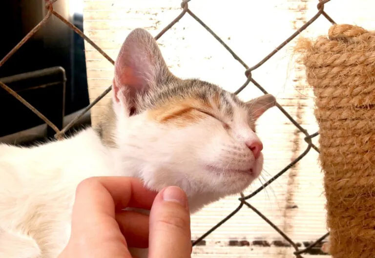 Asociacion Cuatro Gatos y Tu en Zaragoza3 768x529