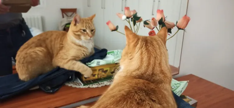 Asociacion Cuatro Gatos y Tu en Zaragoza4 768x355