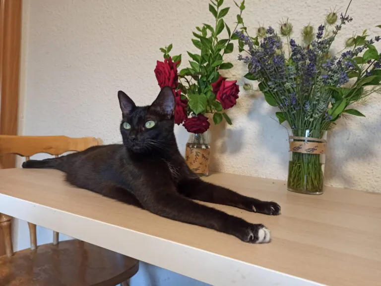 Asociacion Cuatro Gatos y Tu en Zaragoza5 768x576