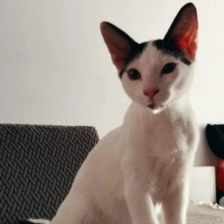 Ayuda Gatos Y Perros Valencia 768x768