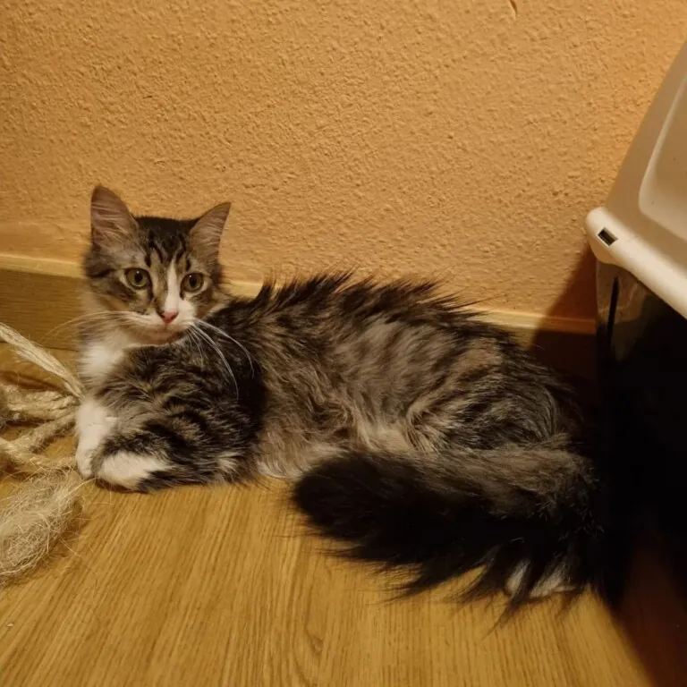 Ayuda Gatos Y Perros Valencia2 768x768