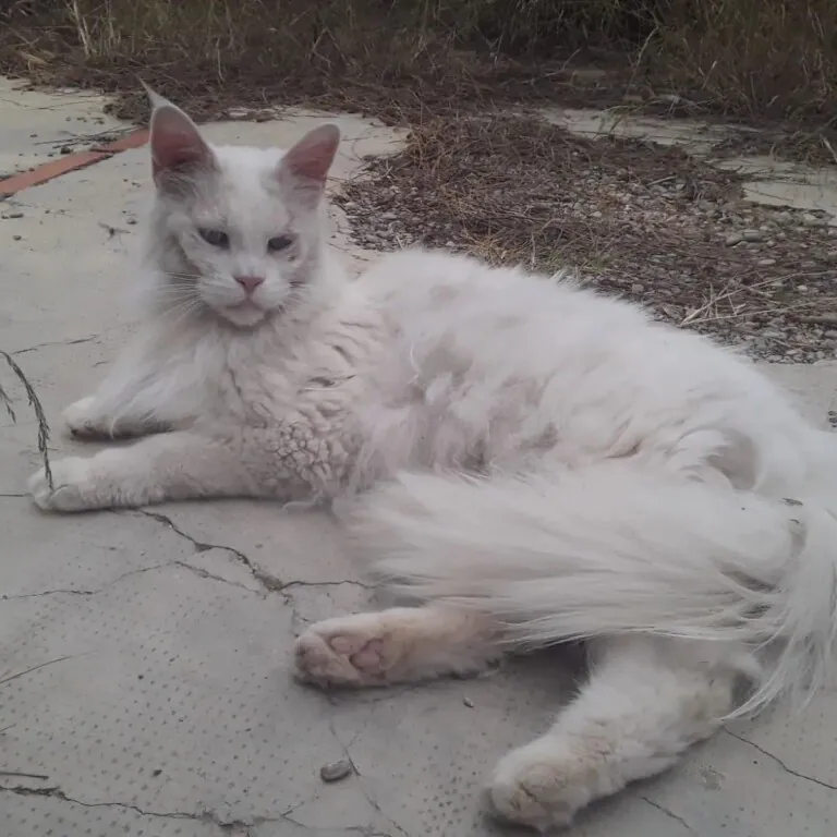 Ayuda Gatos Y Perros Valencia3 768x768