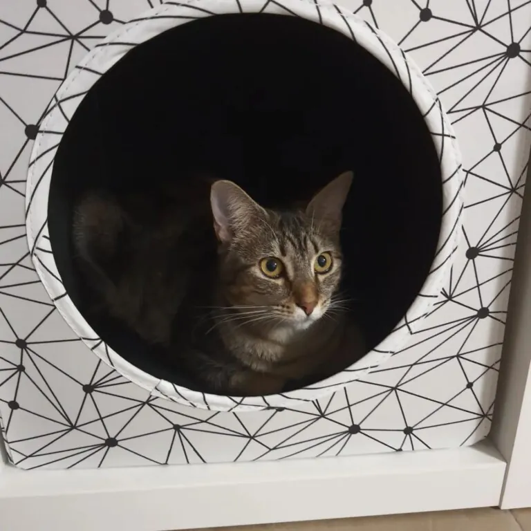 Ayuda Gatos Y Perros Valencia4 768x768