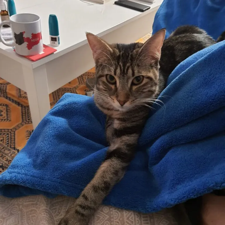 Ayuda Gatos Y Perros Valencia5 768x768