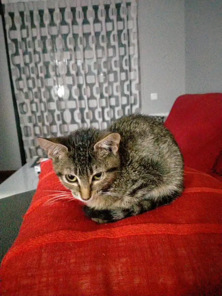 Colonia Felina Guaita4