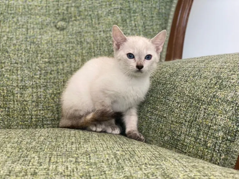 Connexio Felina Carcaixent Valencia 768x576