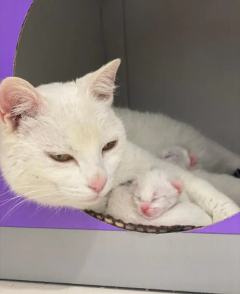 Connexio Felina Carcaixent Valencia2 768x940