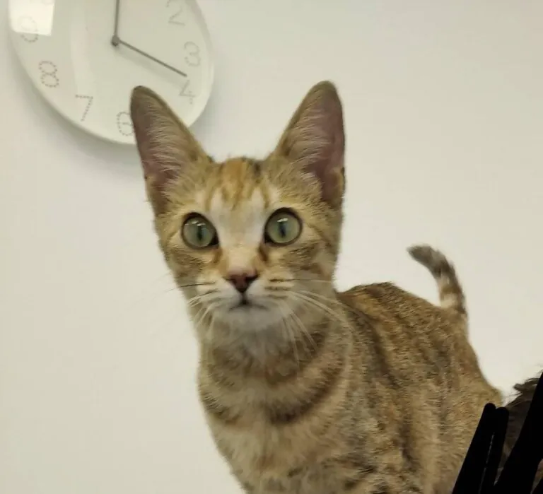 Connexio Felina Carcaixent Valencia3 768x699