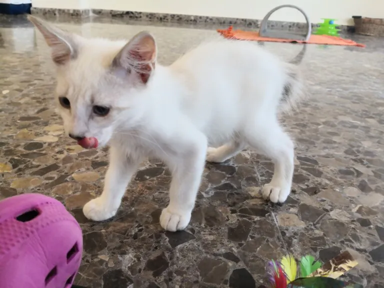 Connexio Felina Carcaixent Valencia4 768x576