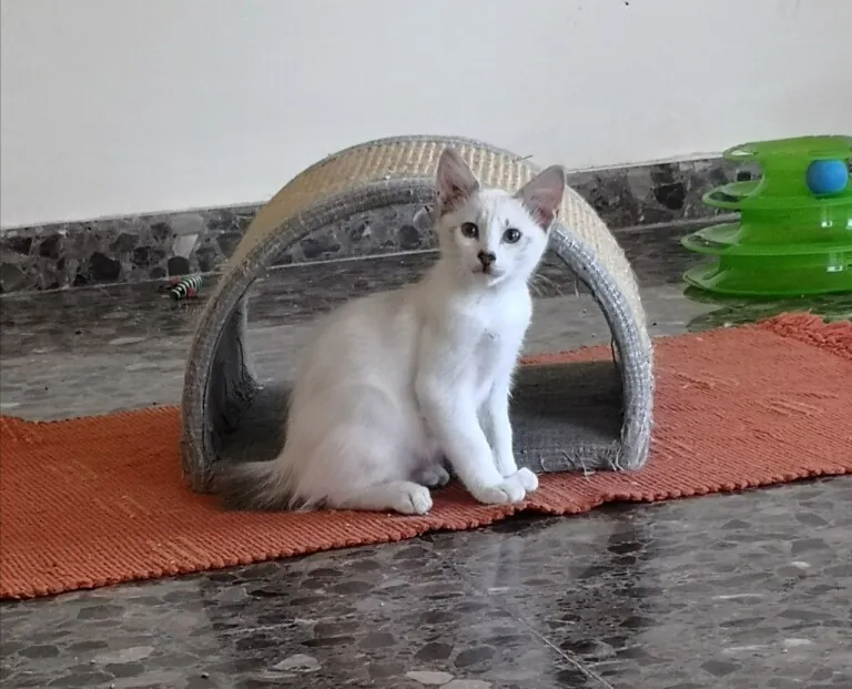 Connexio Felina Carcaixent Valencia5 768x621