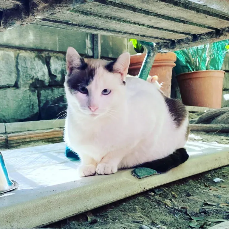 El Jardinet Dels Gats 768x768