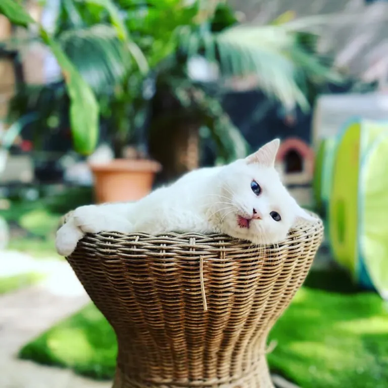 El Jardinet Dels Gats2 768x768