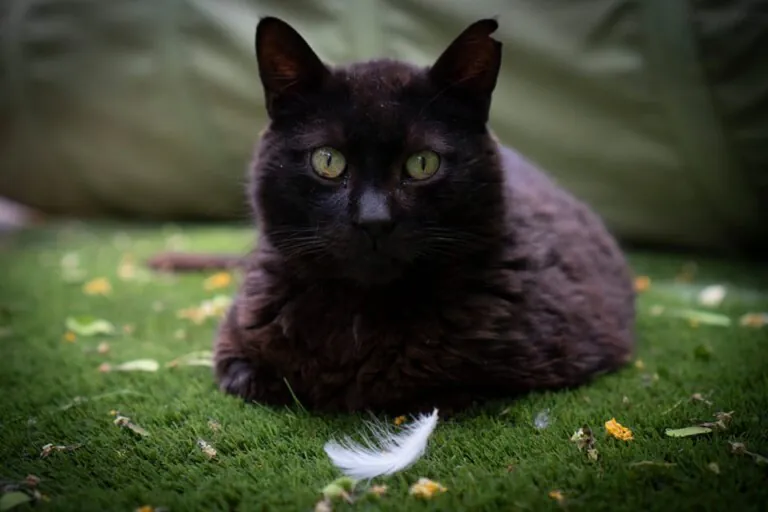 El Jardinet Dels Gats3 768x512