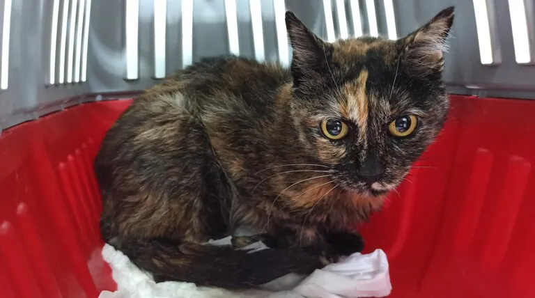 Gats de Carcaixent 768x428