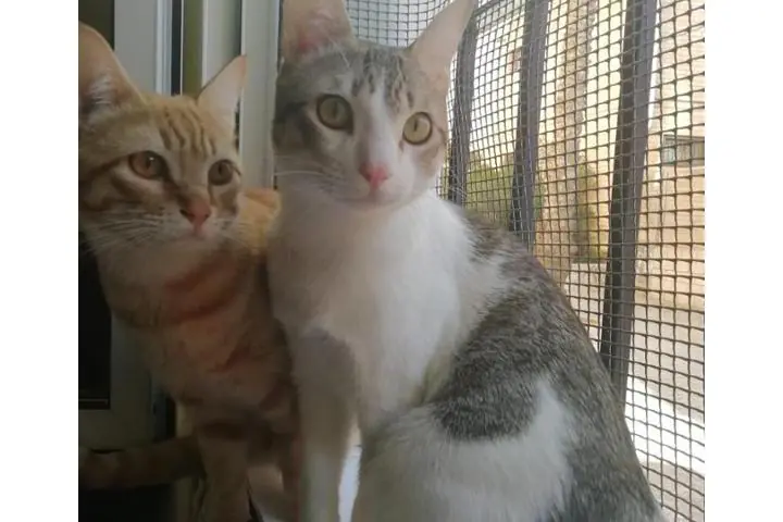 Gats de Carcaixent 2