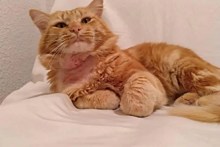 Gats de Carcaixent 3