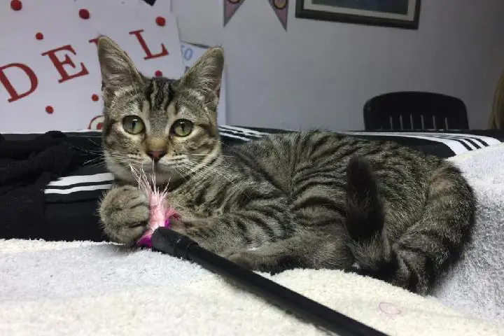 Gats de Carcaixent 4