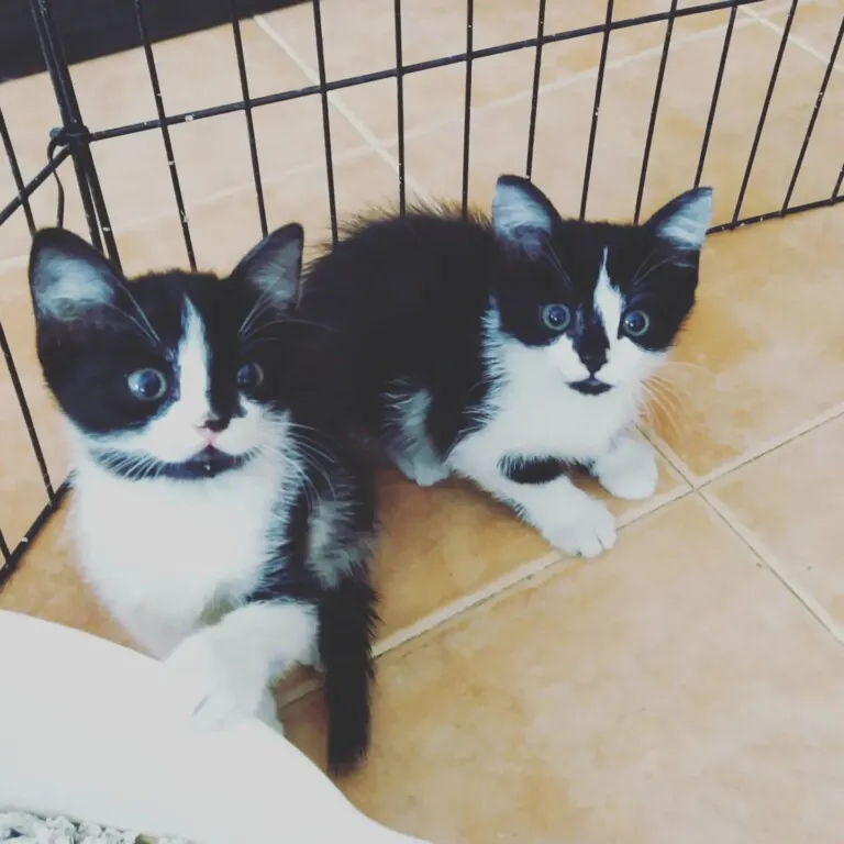 Mundo Felino Pinseque2 768x768