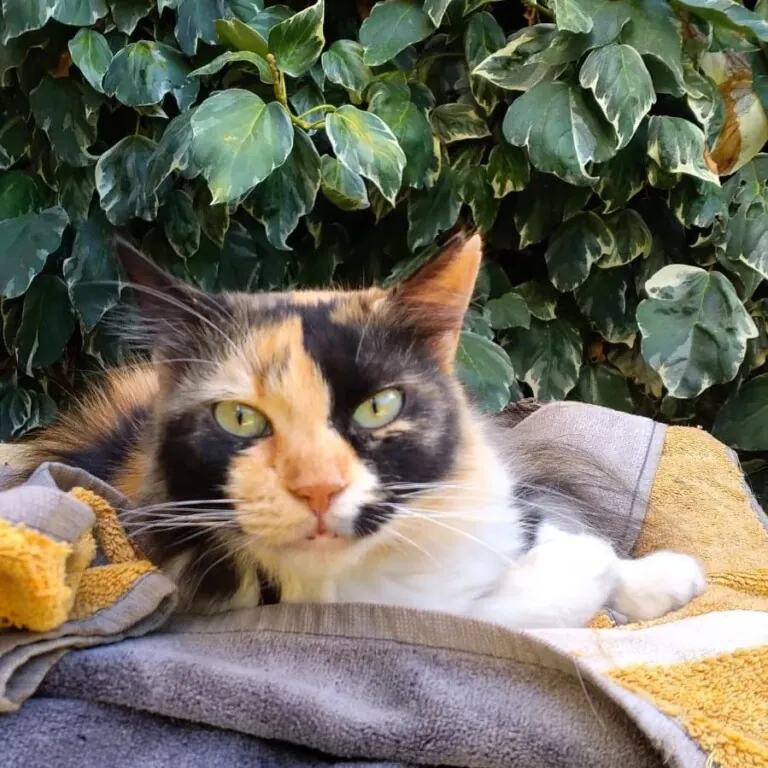 Mundo Felino Pinseque3 768x768