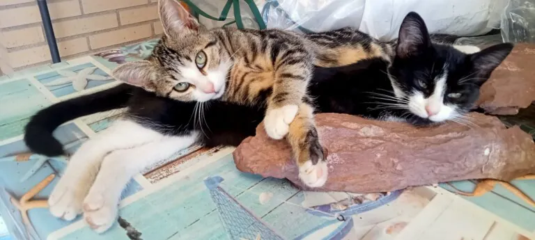 Mundo Felino Pinseque4 768x345